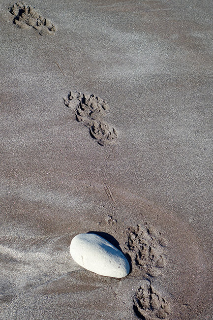 Wolf tracks along the beach